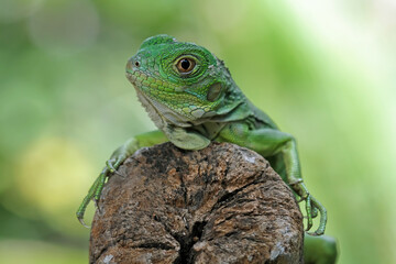 Baby green iguana on a tree trunk, animal closeup