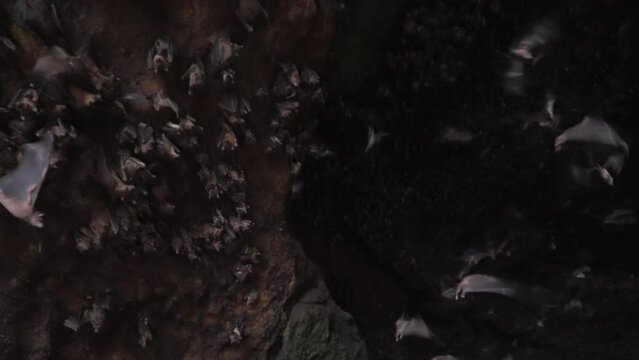 Cave wall of flying foxes scattering away in fear. Dark habitat of a flock of bats in mountains. Explore tropical fauna. Cute flying dogs family inside a rock shelter. Film grain pixel texture. 