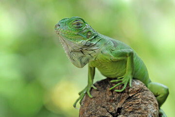 Baby green iguana on a tree trunk, animal closeup