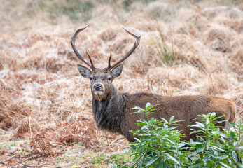 Naklejka na ściany i meble Red Deer Stag in Glen Etive, Scotland
