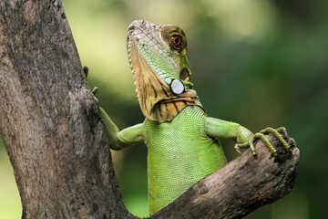 Red green iguana on a tree trunk, animal closeup
