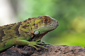 Red green iguana on a tree trunk, animal closeup