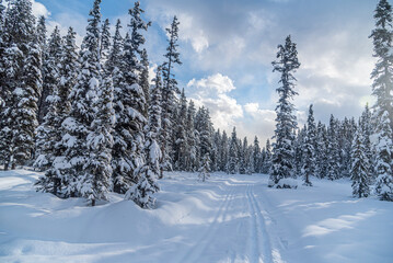 Winter forest in Banff Park