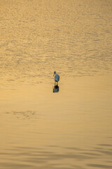 Fototapeta na wymiar Sunset at Siesta Key beach with Heron bird on sunshine, Sarasota, Florida