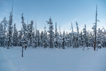 Forest in Banff National Park