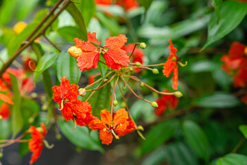 Bunga Phanera Kokiana or Bauhinia kockiana, a genus of flowering plants in the legume family, Fabaceae. It belongs to the subfamily Cercidoideae