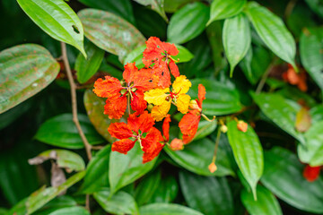 Bunga Phanera Kokiana or Bauhinia kockiana, a genus of flowering plants in the legume family, Fabaceae. It belongs to the subfamily Cercidoideae