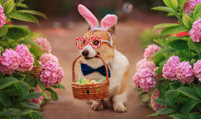 cute corgi dog puppy in Easter bunny ears and with a basket in his teeth is sitting in a spring garden among pink hydrangea flowers