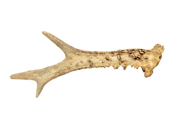 antler - one roe deer horn isolated on white background