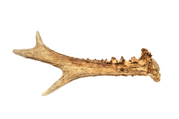 antler - one roe deer horn isolated on white background