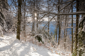Forêt de haute savoie en hiver
