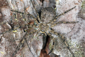 A forest spider Philodromus margaritatus on the wood of a tree. A predator that preys on other small invertebrates.
