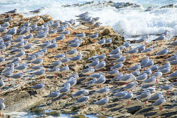 海辺に集うカモメの群れ