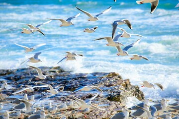 海辺に集うカモメの群れ