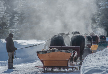 old fashioned sled with  steaming horse