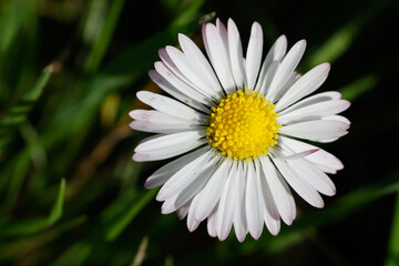 Obraz premium Flor compuesta