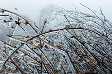 snow covered branches