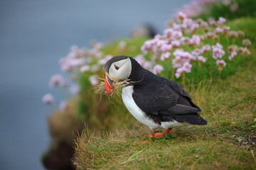 The Atlantic puffin (Fratercula arctica), common puffin, papuchalk severní at their breeding place, Shetland island