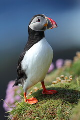 Naklejka premium The Atlantic puffin (Fratercula arctica), common puffin, papuchalk severní at their breeding place, Shetland island