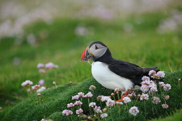 The Atlantic puffin (Fratercula arctica) with beek full of eels on its way to nesting burrow in breeding colony, Shetland islands