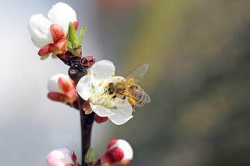 European bee, Apis mellifera. Flying honeybee pollinating apricot tree in spring blooming garden. honeybee gathering nectar pollen honey in apricot tree flowers.