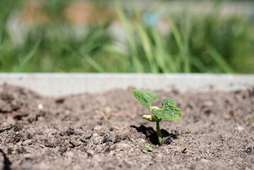 Young green sprout of beans close-up grows from the earth in the kitchen garden. Growing legumes and vegetables at home in ecological conditions. Agricultural plants.