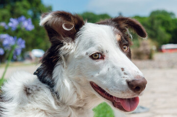 portrait of a white and brown fur border collie puppy and yellow eyes looking at the camera.
