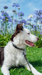 vertical portrait of border collie puppy lying on the grass looking at his owner who is calling him