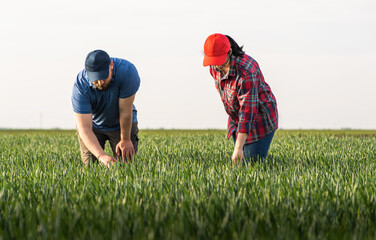 Young farmers examing planted wheat