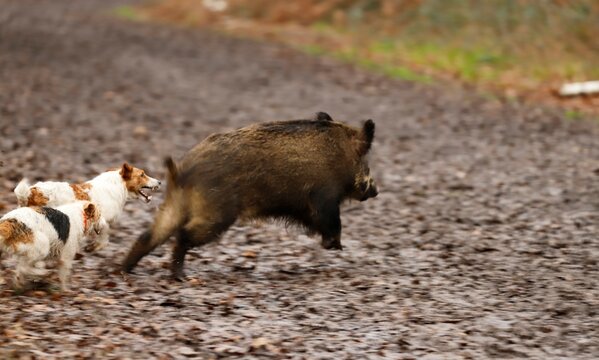 Le sanglier et le chien.