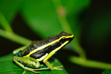 Magnificent Three striped Poison Arrow Frog  (Ameerega trivittata, Dendrobatidae family) is a small green and black frog with yellow stripes. Amazon rainforest near Balbina, Northern Brazil.