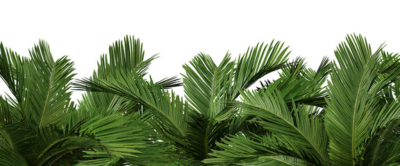 Nature and tropical forest concept. Green palm leaf isolated on transparent background. 3d rendering illustration. PNG format © TOP LAYER STUDIO