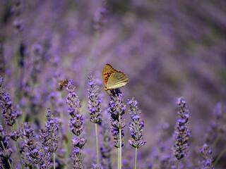 Butterfly in lavenderfield