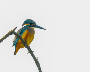 A common kingfisher portrait on a tree