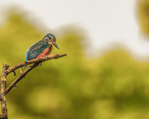 A Common Kingfisher looking side way from a tree