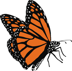 Butterfly Vector