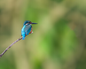 A Common Kingfisher looking for a food