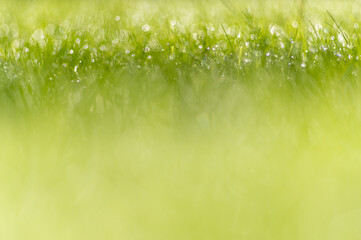 soczysta zielona trawa z rosą jako tło projektu - obrazy, fototapety, plakaty