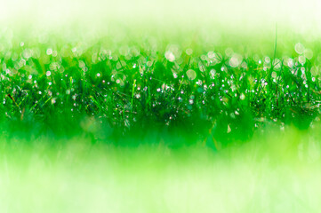 Naklejka premium soczysta zielona trawa z rosą jako tło projektu