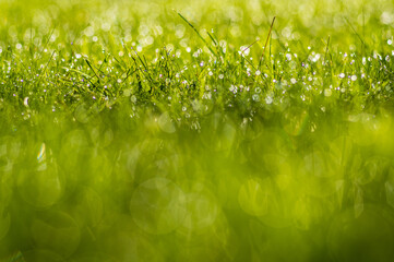 soczysta zielona trawa z rosą jako tło projektu © Henryk Niestrój