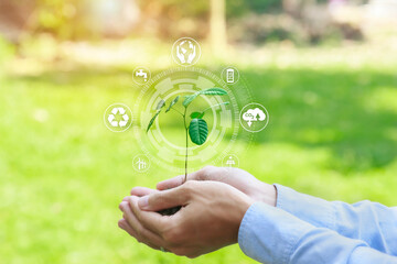 Seedlings in the hands of business people based on the concept of NET ZERO, ESG and the environment.