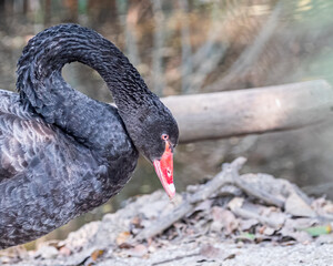 A Black Swan in deep thought