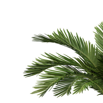 Nature and tropical forest concept. Green palm leaf isolated on transparent background. 3d rendering illustration. PNG format