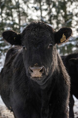 Close up on a black angus heifer in winter pasture