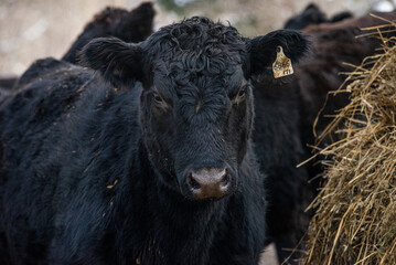 Young black angus heifer eating hay in winter pasture