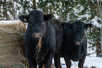 Fototapeta premium Young black angus heifer eating hay in winter pasturev