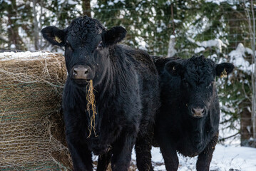 Young black angus heifer eating hay in winter pasture