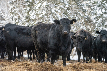 Group of black angus heifers outside in winter pasture