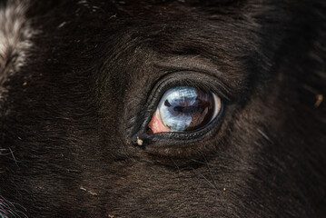 Close up on a double coloured  eyed horse. Horse with blue and brown eye
