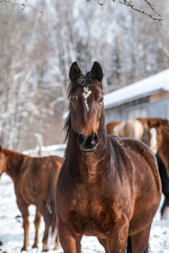Brown horse standing outside in winter pasture with other hores
